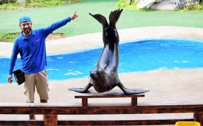 Sea lion performing with trainer at Emirates Park Zoo.