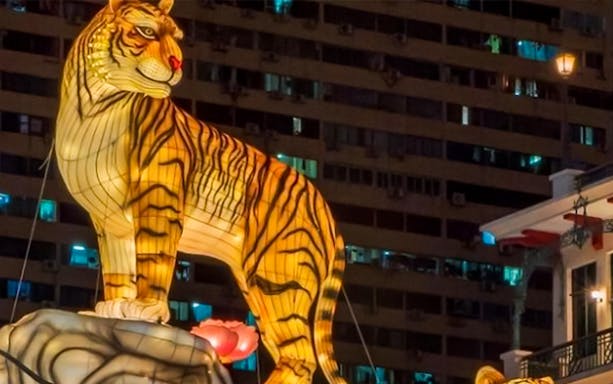 Tiger lantern display at night in urban setting, Island Wanderer tour.