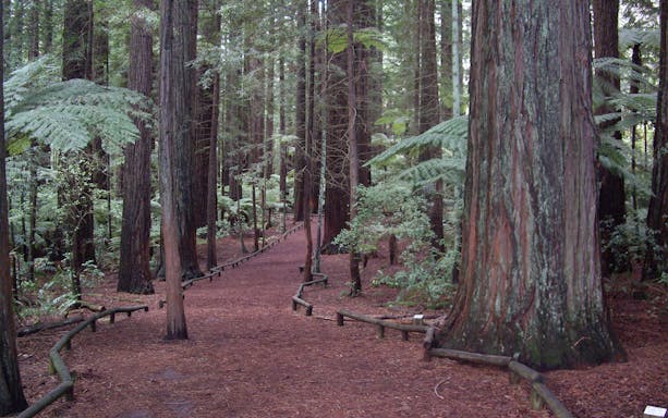 Pathway through redwood forest in Rotorua, New Zealand, on guided tour from Auckland.