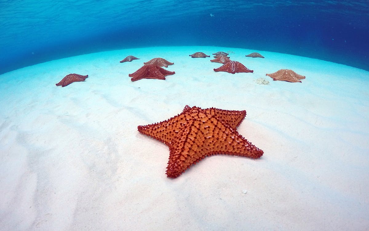 snorkeling tour at cozumel island with lunch-4 snorkeling tour at cozumel island with lunch-4