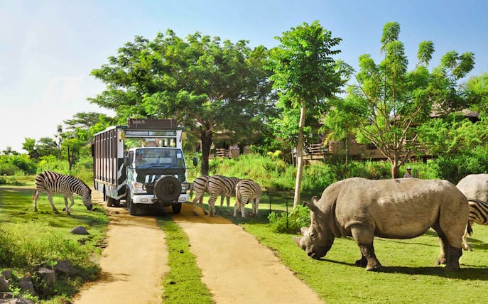 Safari vehicle with zebras and rhino at Bali Safari Explorer.