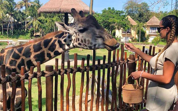 Giraffe being fed by visitor at Bali Safari with traditional huts in background.