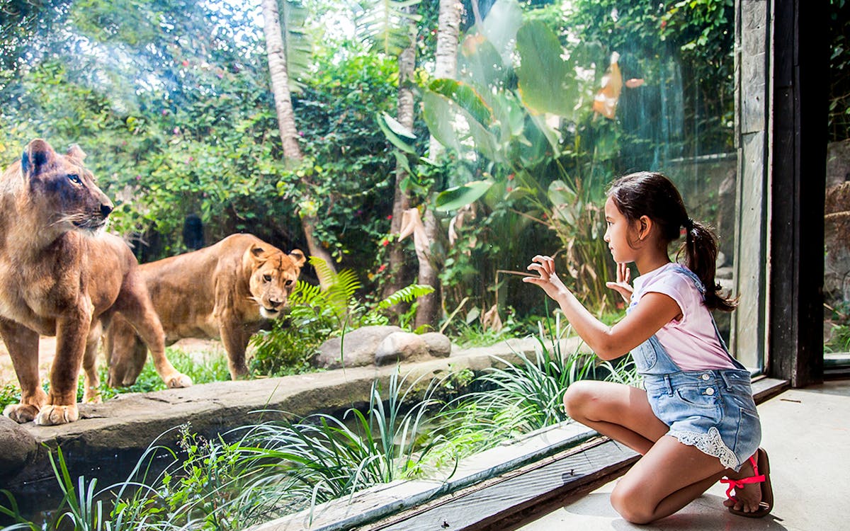 bali zoo: zoo explorer-4 bali zoo: zoo explorer-4