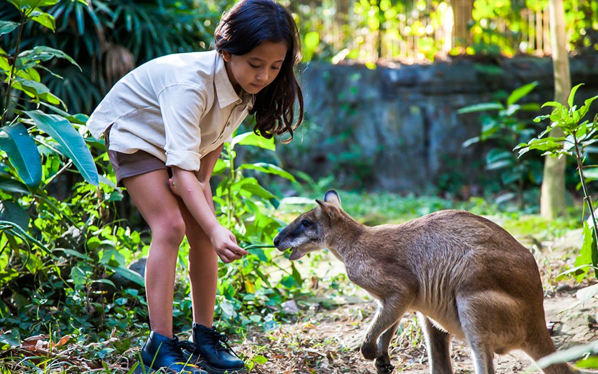 bali zoo: zoo explorer-5 bali zoo: zoo explorer-5