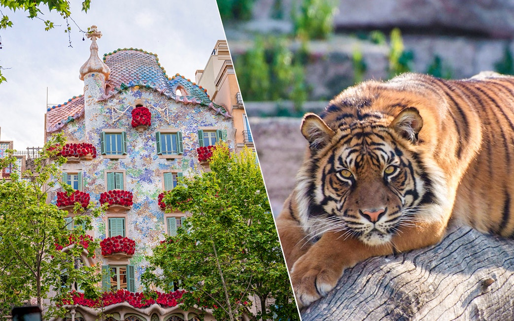 Casa Batlló facade with floral decorations and a tiger at Barcelona Zoo.