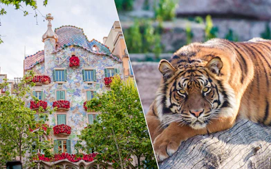 Casa Batlló facade with floral decorations and a tiger at Barcelona Zoo.