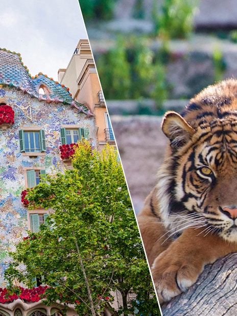 Casa Batlló facade with floral decorations and a tiger at Barcelona Zoo.
