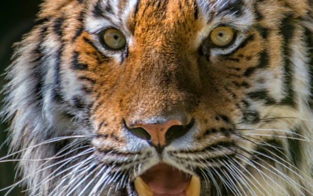 Close-up of a tiger at Parco Natura Viva, Italy.