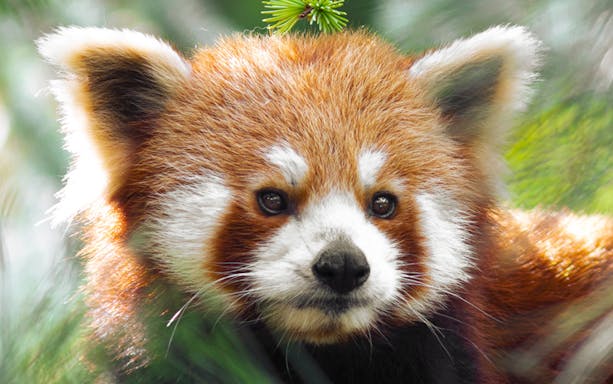 Red panda at Parco Natura Viva, Italy.
