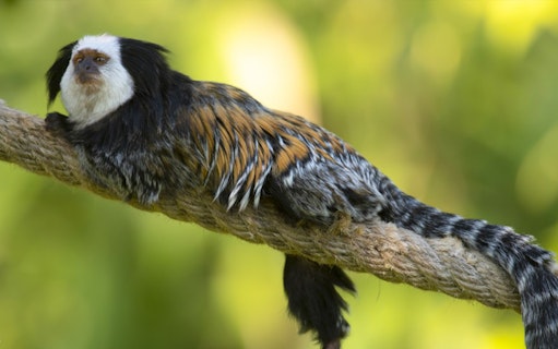 Marmoset resting on a branch at Parco Natura Viva, Italy.