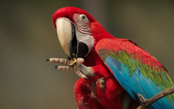 Colorful parrot perched, featured in Parco Natura Viva tour.