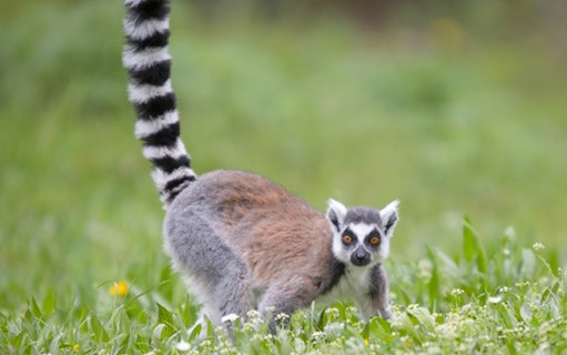 Ring-tailed lemur in Parco Natura Viva, Italy.