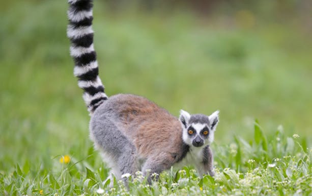 Ring-tailed lemur in Parco Natura Viva, Italy.