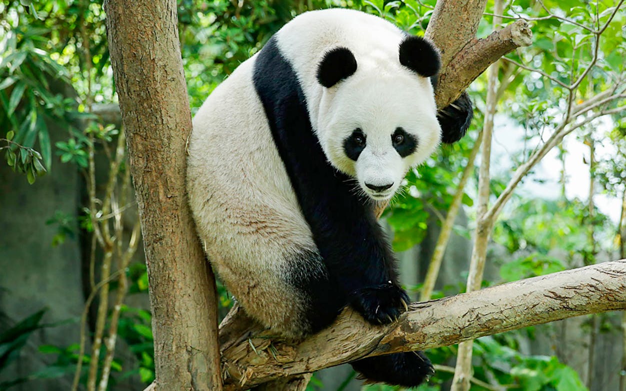 Panda climbing a tree at River Wonders during Le Le’s Panda-stic Party celebration.