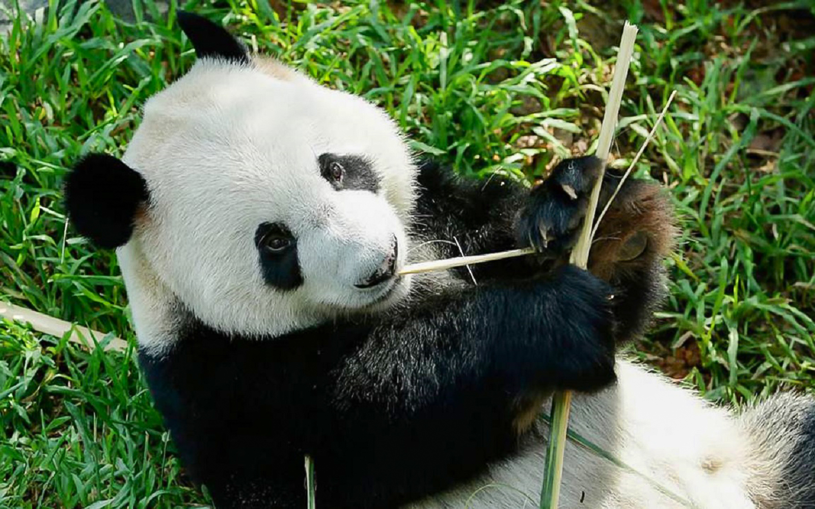 Panda eating bamboo at River Wonders' Le Le’s Panda-stic Party celebration.