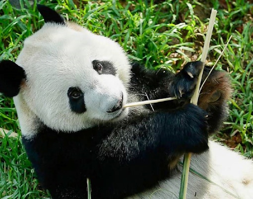 Panda eating bamboo at River Wonders' Le Le’s Panda-stic Party celebration.