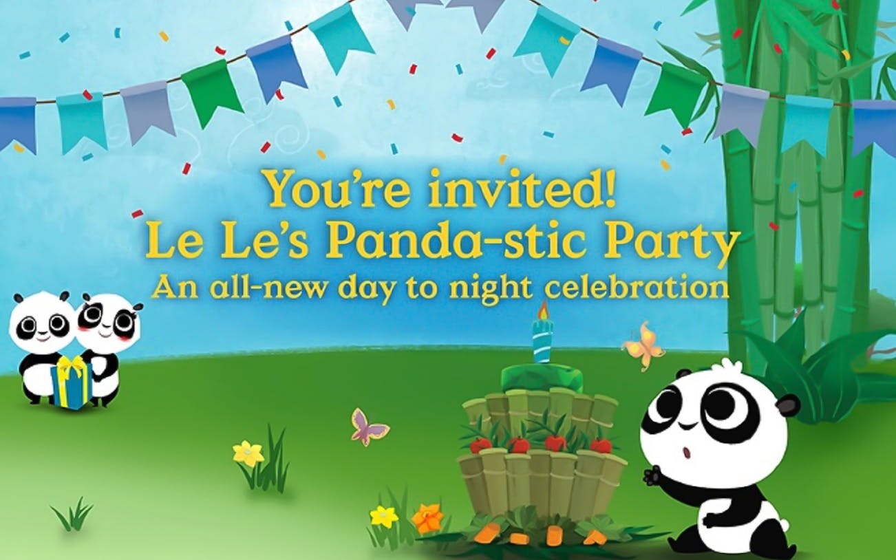 Pandas celebrating with gifts and decorations at River Wonders event.