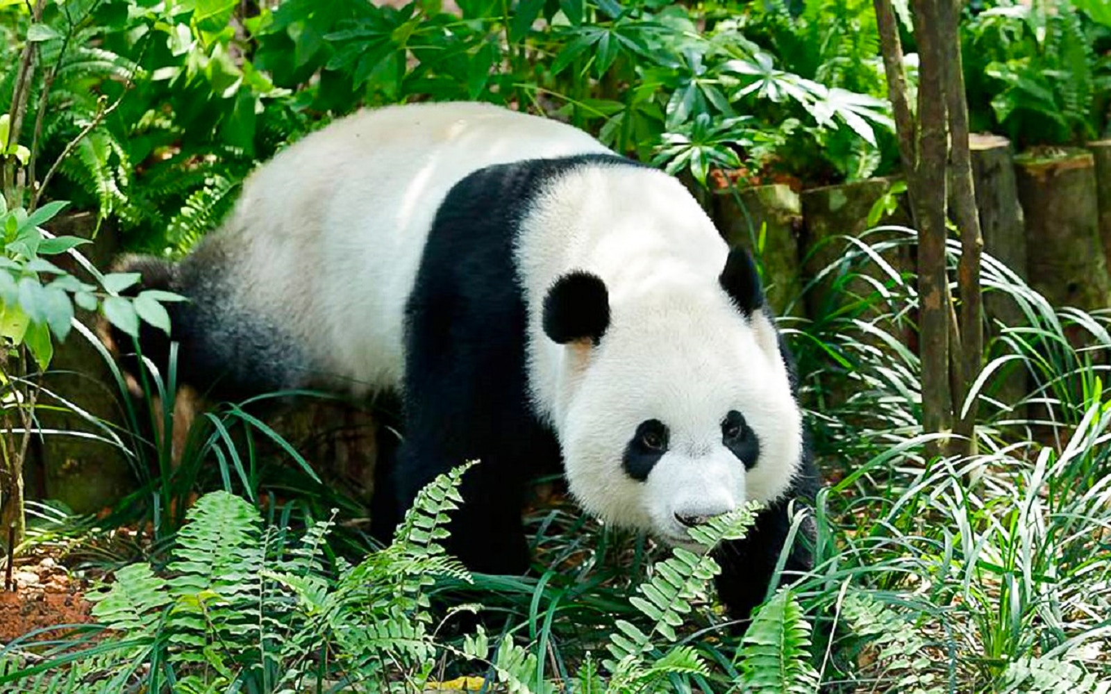 Giant panda walking through lush greenery at River Wonders' Le Le’s Panda-stic Party.