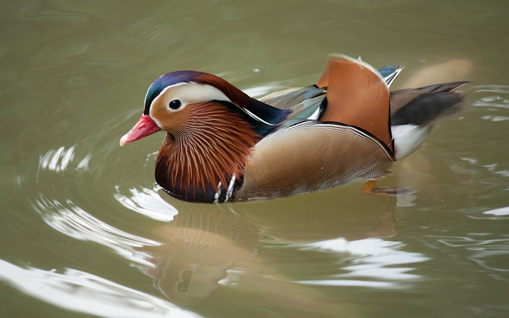 Mandarin duck swimming at Kuala Lumpur Bird Park.