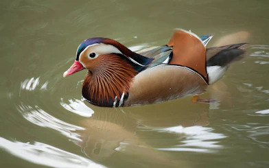 Mandarin duck swimming at Kuala Lumpur Bird Park.