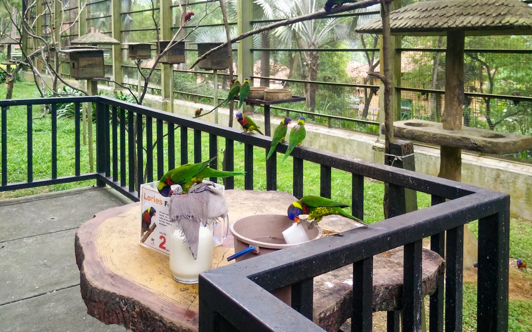 Colorful lorikeets feeding at Kuala Lumpur Bird Park during a day tour.