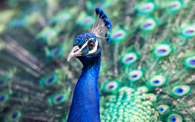 Peacock displaying vibrant feathers at Kuala Lumpur Bird Park.