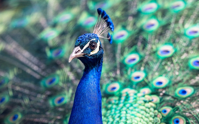 Peacock displaying vibrant feathers at Kuala Lumpur Bird Park.