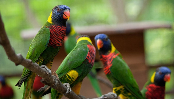 Colorful lorikeets perched on a branch at Kuala Lumpur Bird Park.