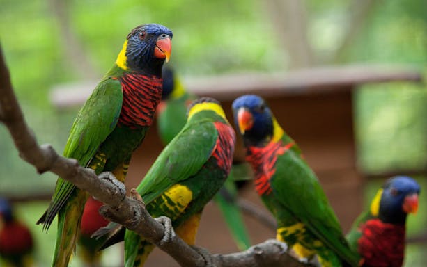 Colorful lorikeets perched on a branch at Kuala Lumpur Bird Park.