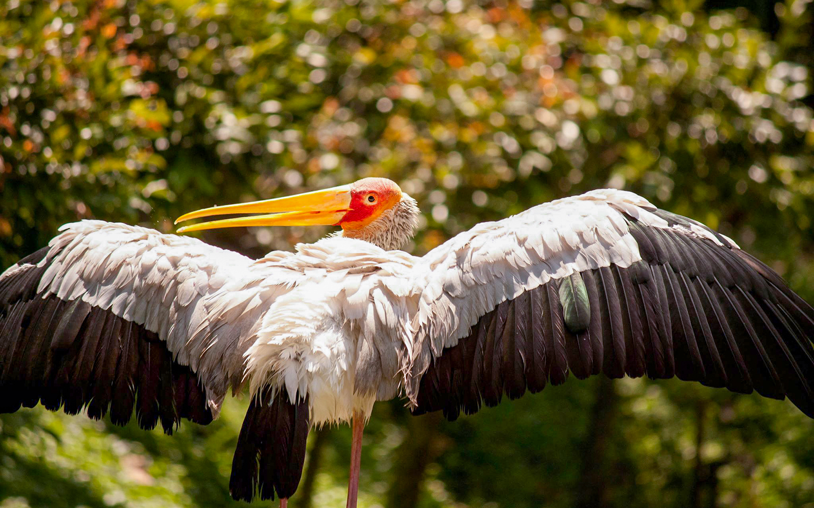 Stork with wings spread at Kuala Lumpur Bird Park.