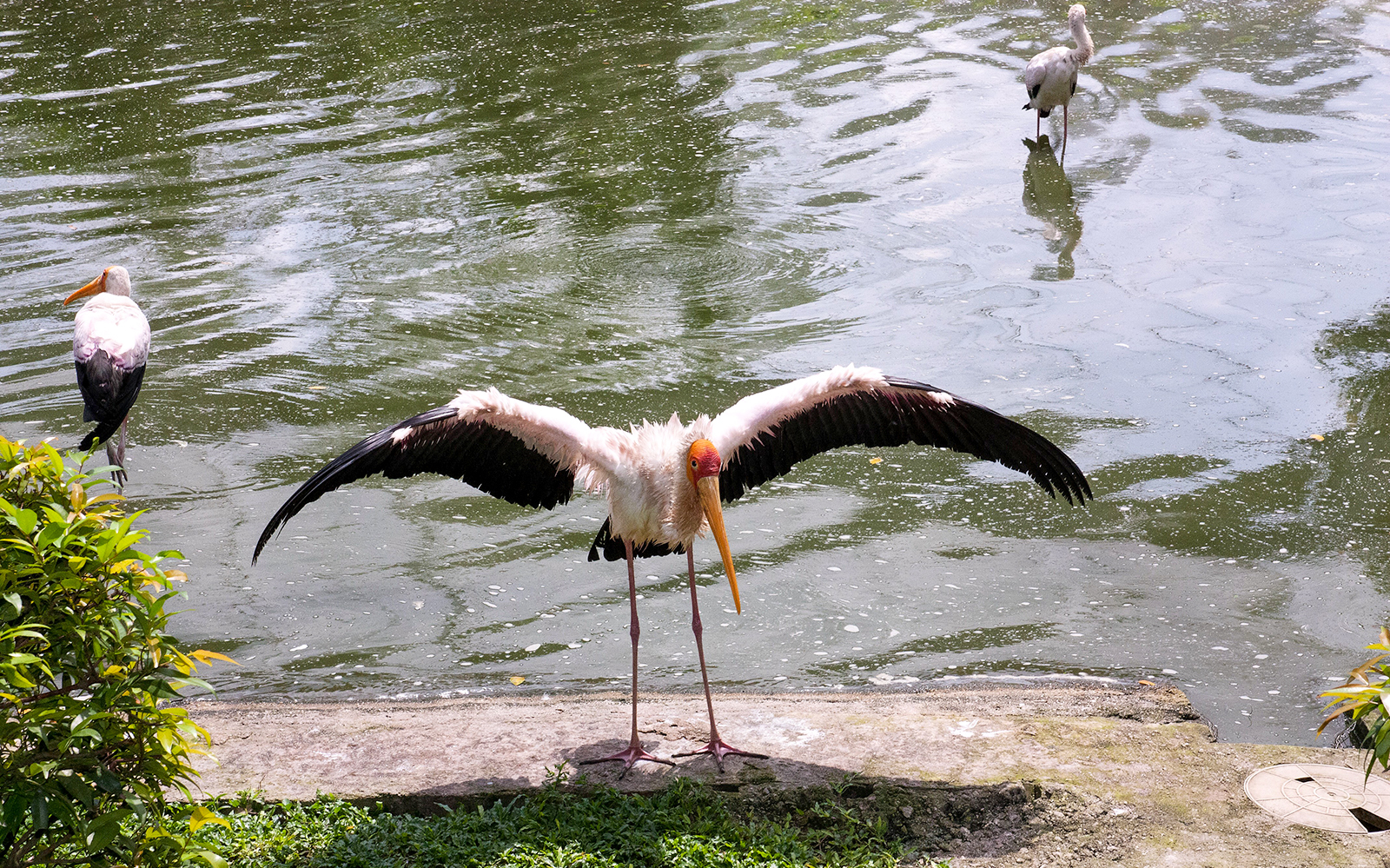 Stork with wings spread by a pond at Kuala Lumpur Bird Park.