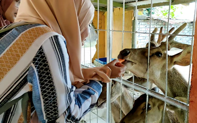 Person feeding deer at Zoo Melaka enclosure.