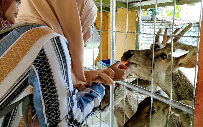 Person feeding deer at Zoo Melaka enclosure.