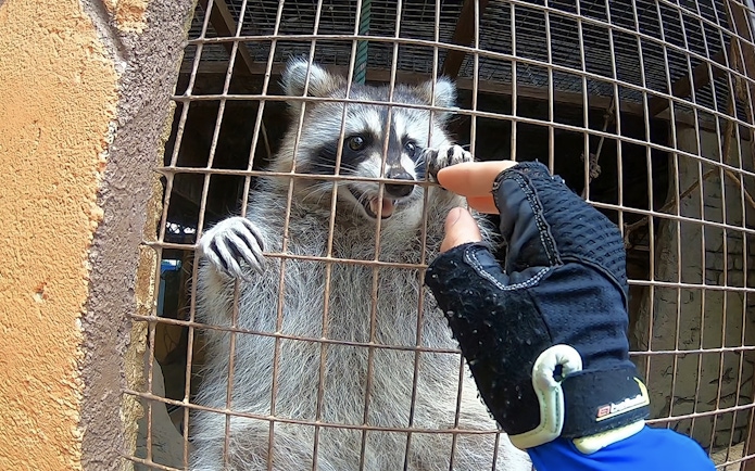 Raccoon interacting with a visitor at Zoo Melaka, part of the Combo: Zoo Melaka + Melaka Crocodile Park tour.