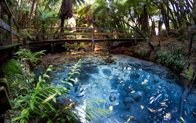 Clear spring and lush forest at Mitai Maori Village, New Zealand.
