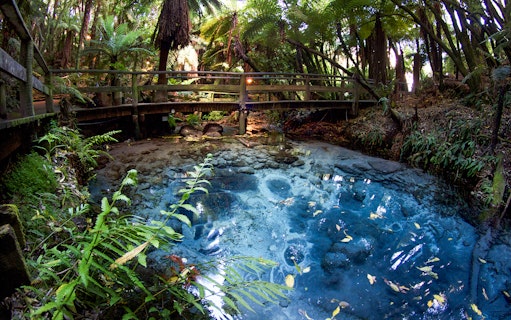 Clear spring and lush forest at Mitai Maori Village, New Zealand.