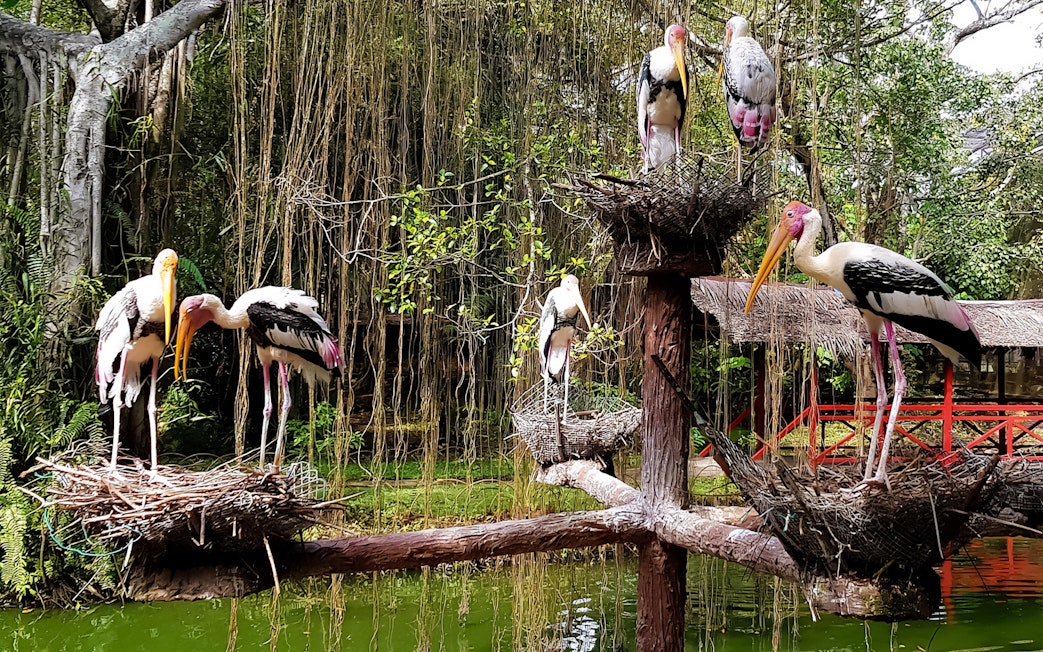 Storks perched on nests at Penang Bird Park, Malaysia.