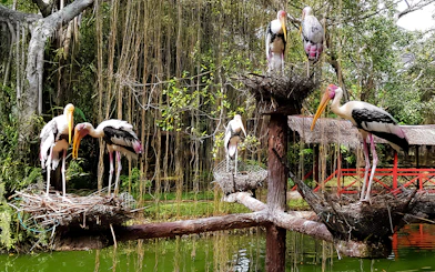 Storks perched on nests at Penang Bird Park, Malaysia.