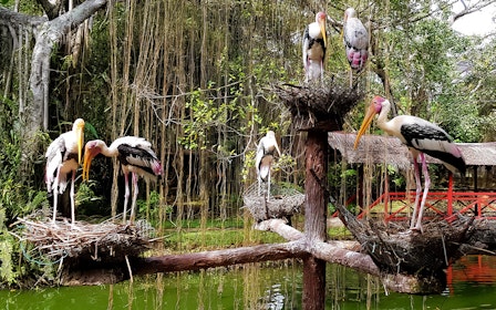 Penang Bird Park Ticket