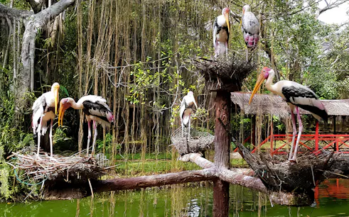 Storks perched on nests at Penang Bird Park, Malaysia.