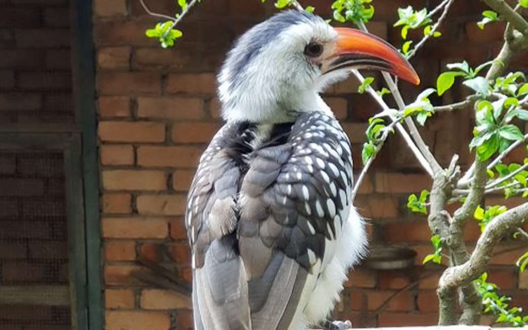 Hornbill perched on a branch at Penang Bird Park.