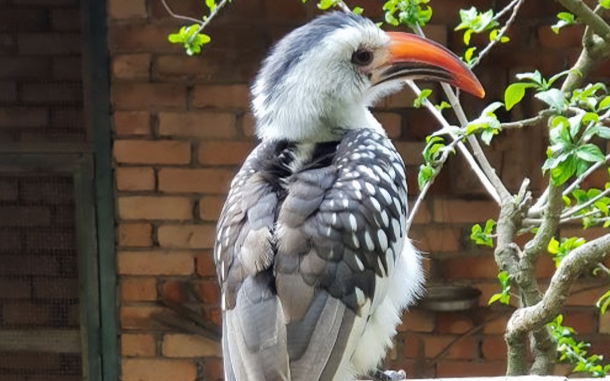 Hornbill perched on a branch at Penang Bird Park.