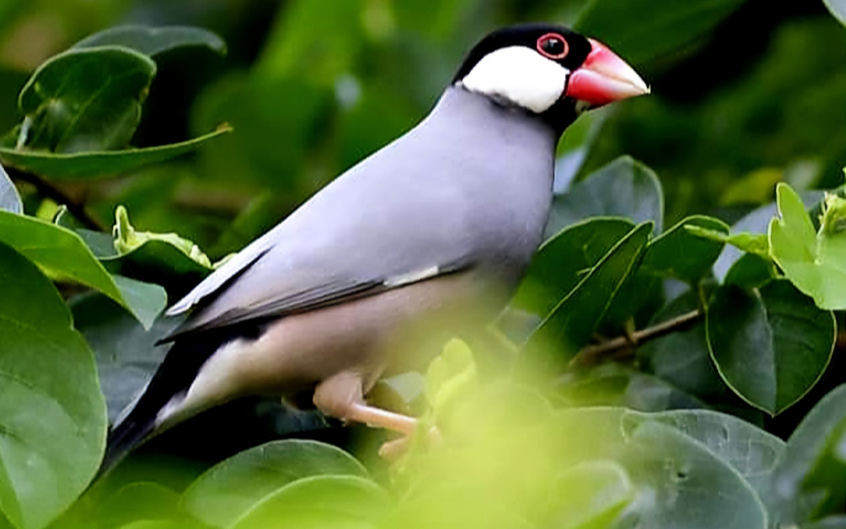 Java sparrow perched among green leaves at Penang Bird Park.