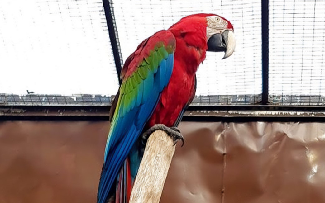 Colorful parrot perched at Penang Bird Park.