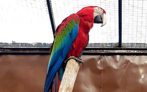 Colorful parrot perched at Penang Bird Park.