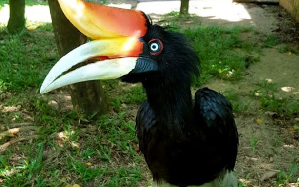 Visitors enjoying exotic bird species at Penang Bird Park, Malaysia