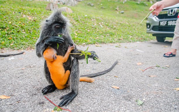 Monkey with baby eating leaves on Kuala Selangor Fireflies Night Tour path.
