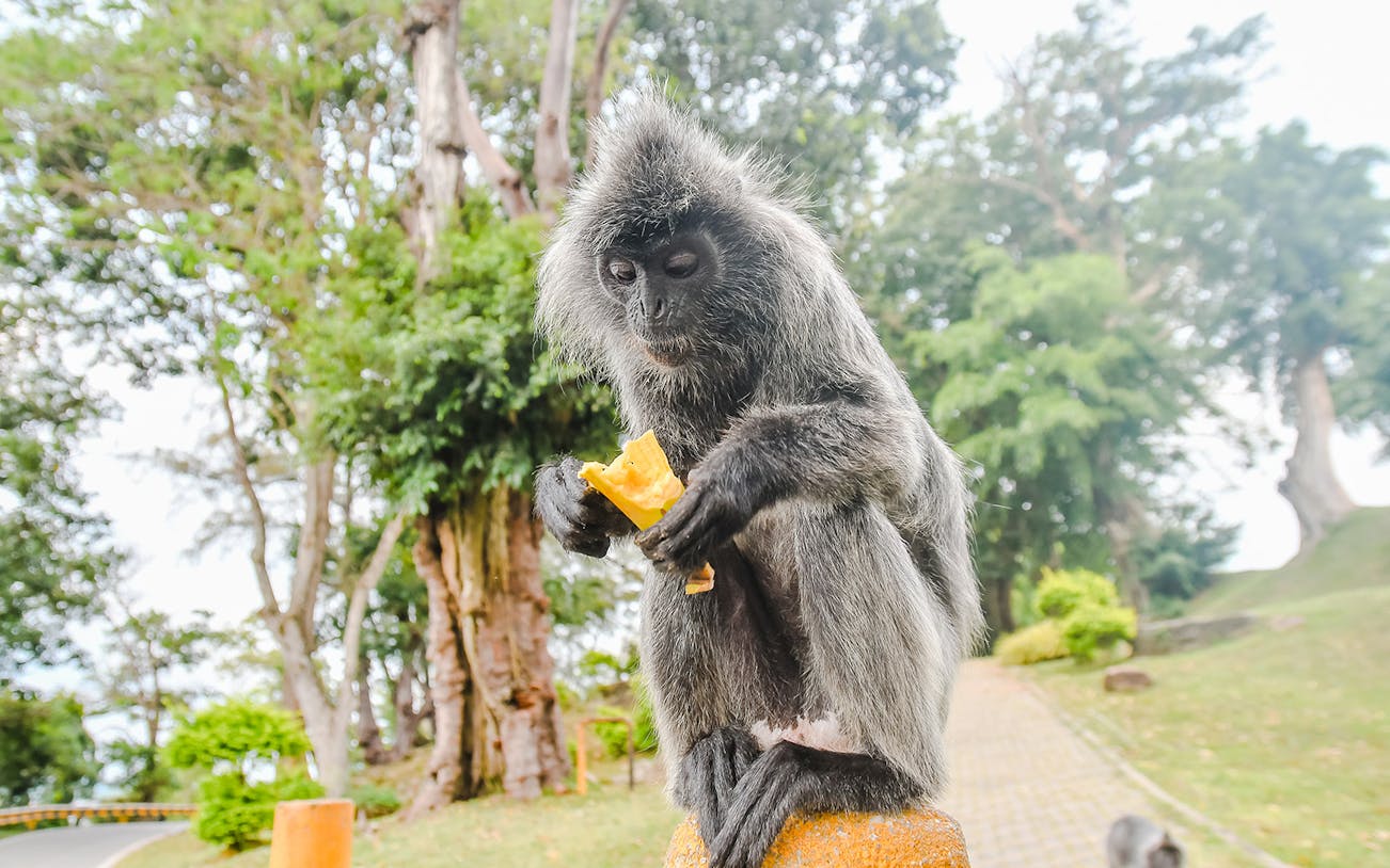 Monkey eating fruit in Kuala Selangor nature park.