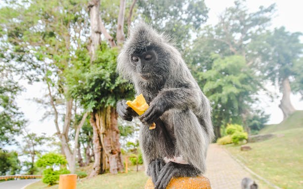 Monkey eating fruit in Kuala Selangor nature park.
