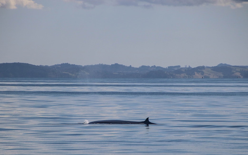 Whale surfacing in the ocean near Auckland during a safari cruise.